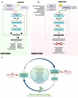 Is AD a Stress-Related Disorder? Focus on the HPA Axis and Its Promising Therapeutic Targets